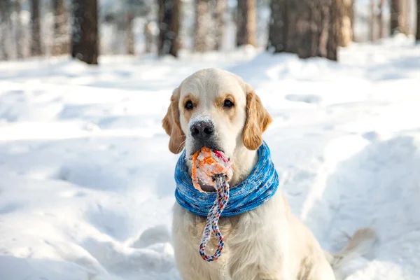 Golden retriever with toy winter. Dog in the snow.