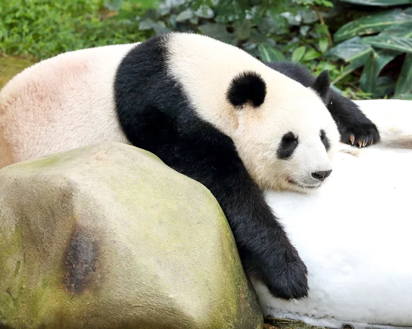 Giant Panda Bear Sleeping