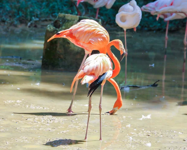 Flamingo Bird exotic