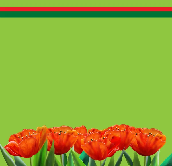 Tulip flowers green background. Red tulips festive banner. For Art, Print, Scrapbook, Web design.