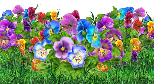 Pansy flowers isolated on white background. Viola tricolor flowers meadow. Pansy field, garden. Summer flowers Multicolored pansies. Digital illustration. For Art, Print, Web design.