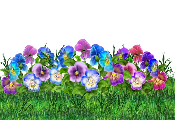 Pansy flowers. Viola tricolor flowers meadow. Pansy field, garden. Summer flowers Multicolored pansies. Digital illustration. For Art, Print, Web design.