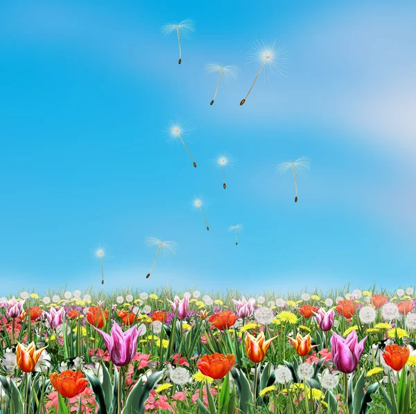 Garden with colorful flowers tulips and dandelion blowing in the green park and blue sky. Summer, Spring flowers realistic painting. For Art, Print, Home decor, Scrapbook, Album, web design. Hand Drawn Illustration.