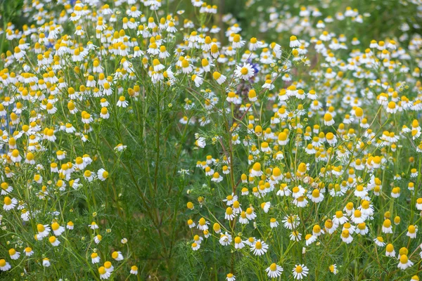 Small yellow and white flowers