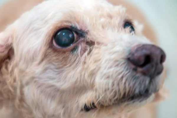 Poodle dog eyes and face close up