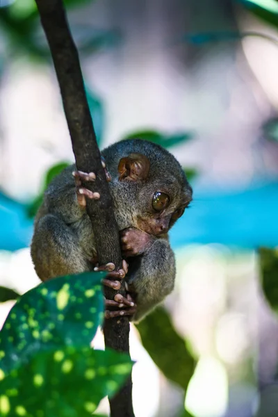 The smallest lemurs in the world - Filipino lemur tarsier, Phili