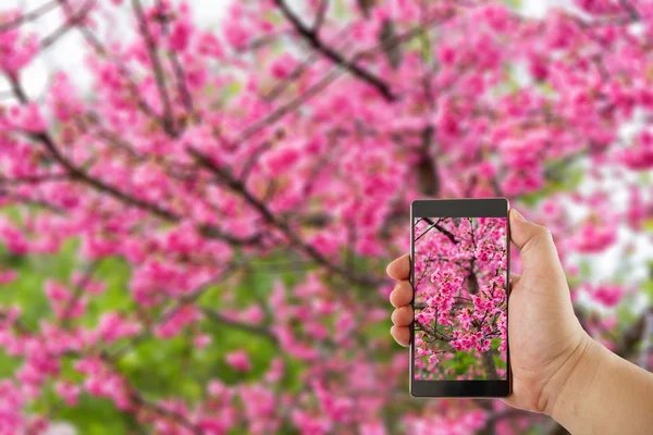 Travel concept - hand holds smartphone with cut out screen and Wild Himalayan Cherry flower on background