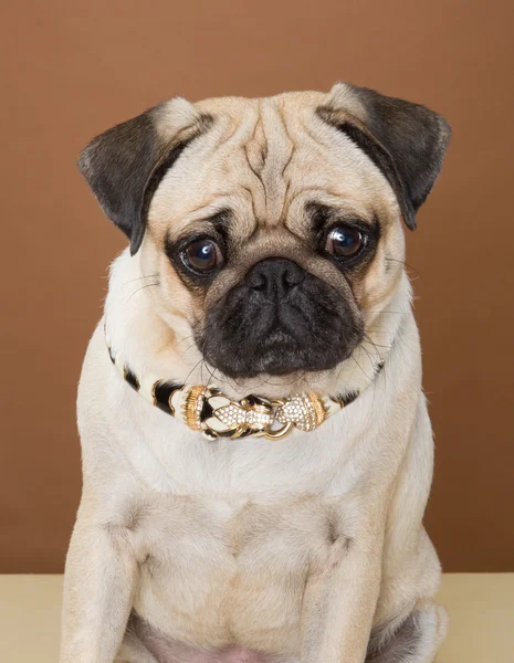 Pug posing in a studio against a cream and brown wall