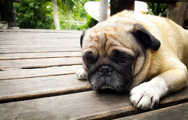 Slug pug at home