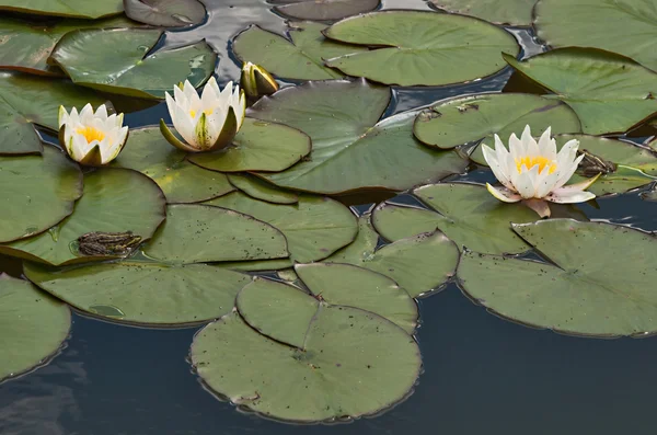 The water-lily is white. Russia, Moscow area.