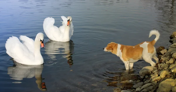 Curious dog with two swans