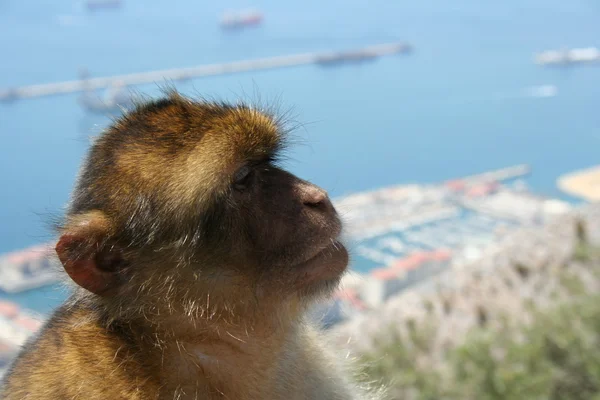 Thinking monkey side view