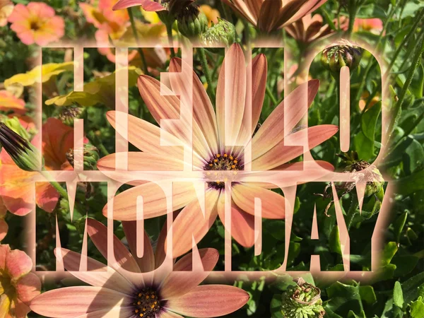 Hello Monday word on flowers background