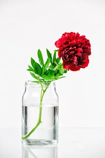Peony in a glass vase with water