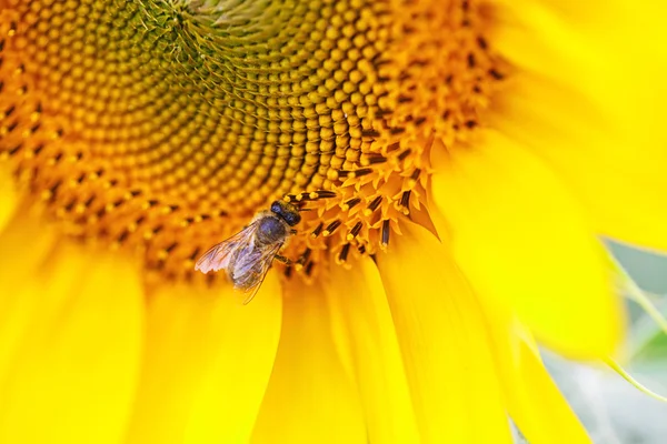 Bee on a sunflower