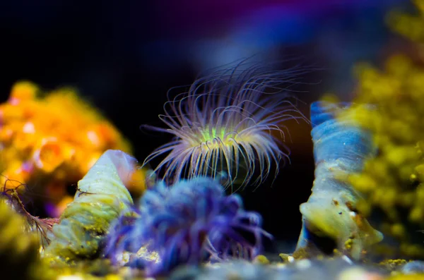 A beautiful Sea anemone