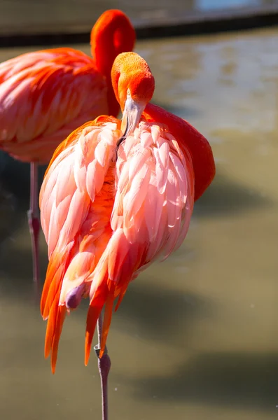 A pink flamingo animal