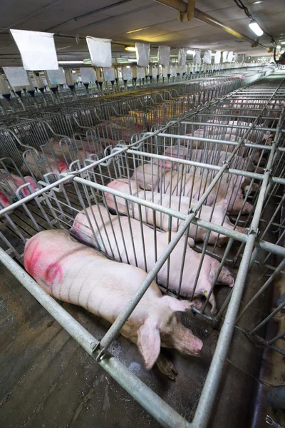 Pigs at a factory