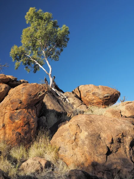 Gum Tree on a outback rock formation near the old Telegraph Station