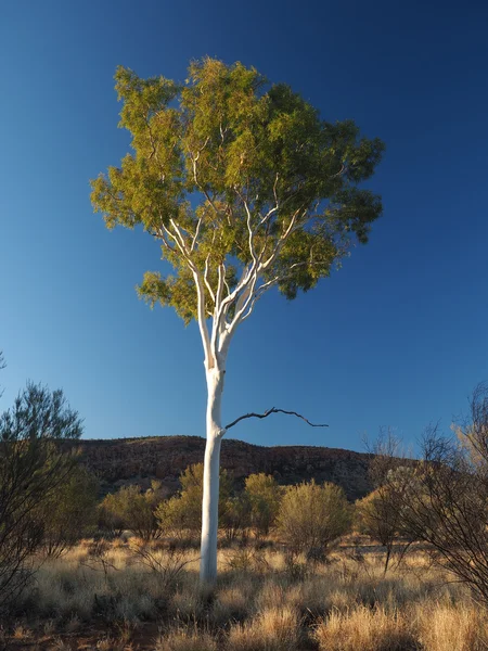 Gum Tree sunset, outback near Simpsons Gap in the McDonnell Ranges