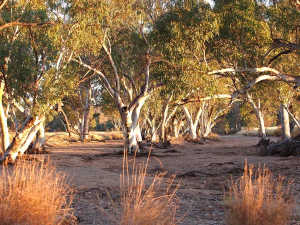 Gum trees in the dry Roe creek outback river bed