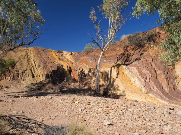 Ochre lined wall and tree in the dry creek at the McDonnell Ranges