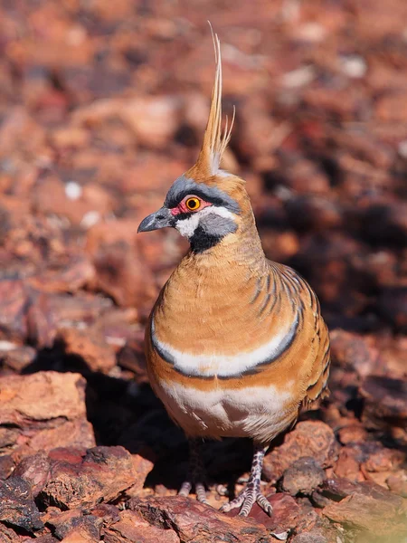 Spinifex pigeon, Geophaps plumifera, at the rim walk, Ormiston Pound in the McDonnell Ranges
