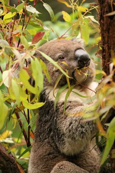 Koala in a gum tree eating fresh green leaves