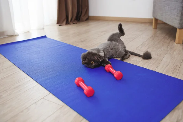 Cute cat playing with fitness dumbbells on floor