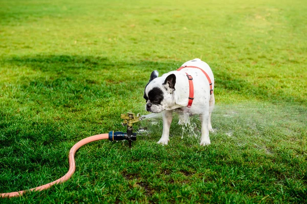 French bulldog drinking water from hose in park.