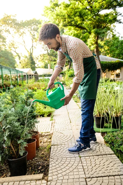 Young handsome cheerful gardener smiling, watering, taking care of plants.