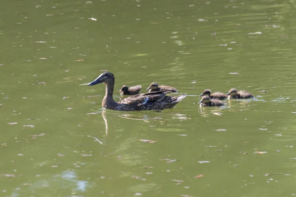 One duck with little chicks swimming in a lake