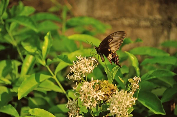 Butterfly close up for background