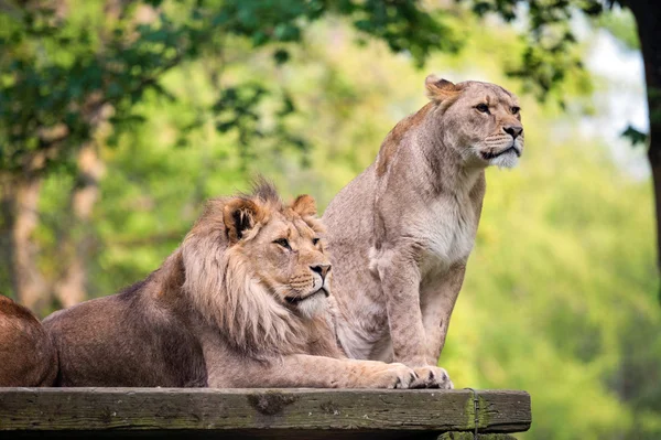 Lion and lioness