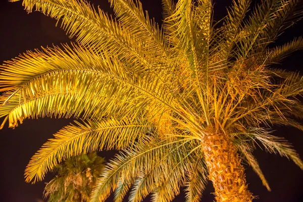 Palm tree at night