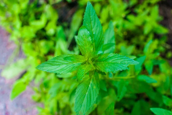 Mint leaf green plants with aromatic properties of strong teeth