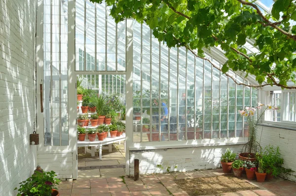 Interior of beautiful old greenhouse with potted plants and vines.