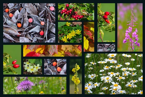Four Seasons of Colour Collage  British plants