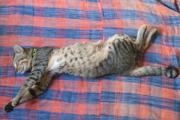 Cat lying on carpet and stretching.