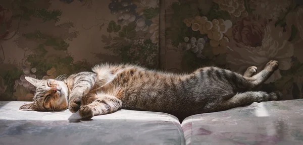 A cat sleeping on couch with sunlight.