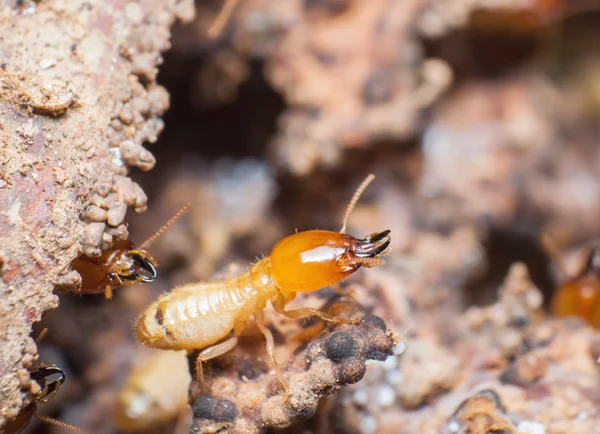 Close up termites or white ants in nest.