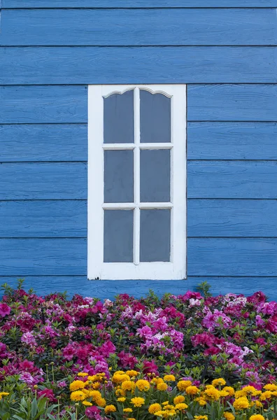White window on blue wooden wall with flowers in the foreground