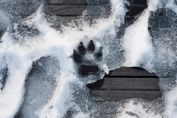 Trace of dog paw on the snow; print of animal foot