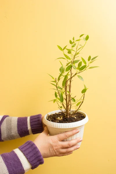 Old woman hands holding a green young plant