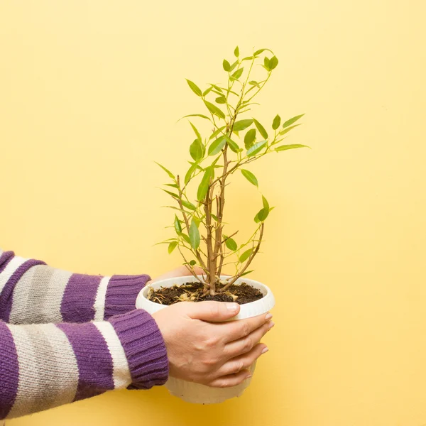 Old woman hands holding a green young plant