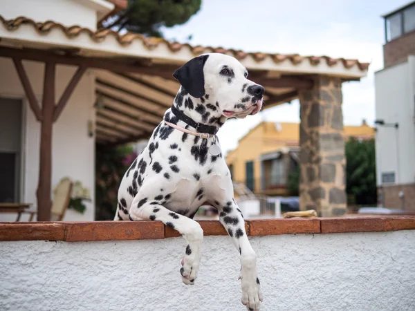 Dalmatian Dog watching