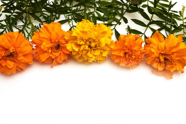 Autumn marigolds flowers on a white background
