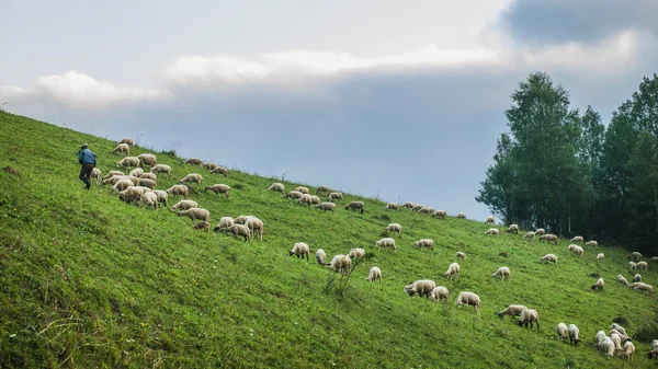 Shepherd grazing sheep on hillside.