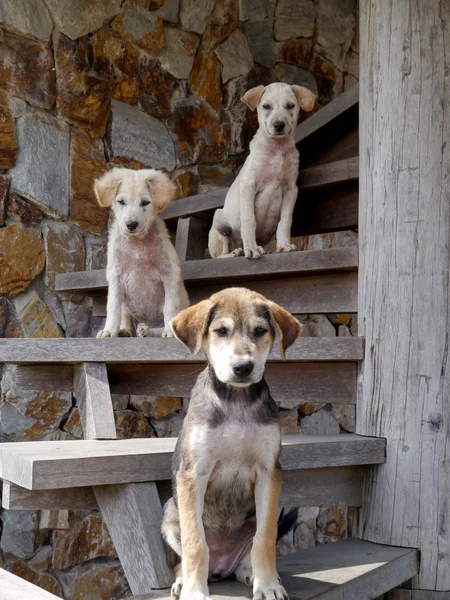 Three dogs on the stairs