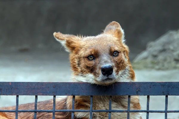 Red wolf behind the fence